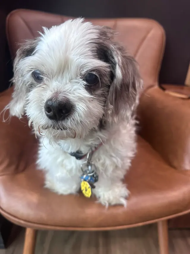 Good Dog Veterinary Care East Cobb — customer photo 6