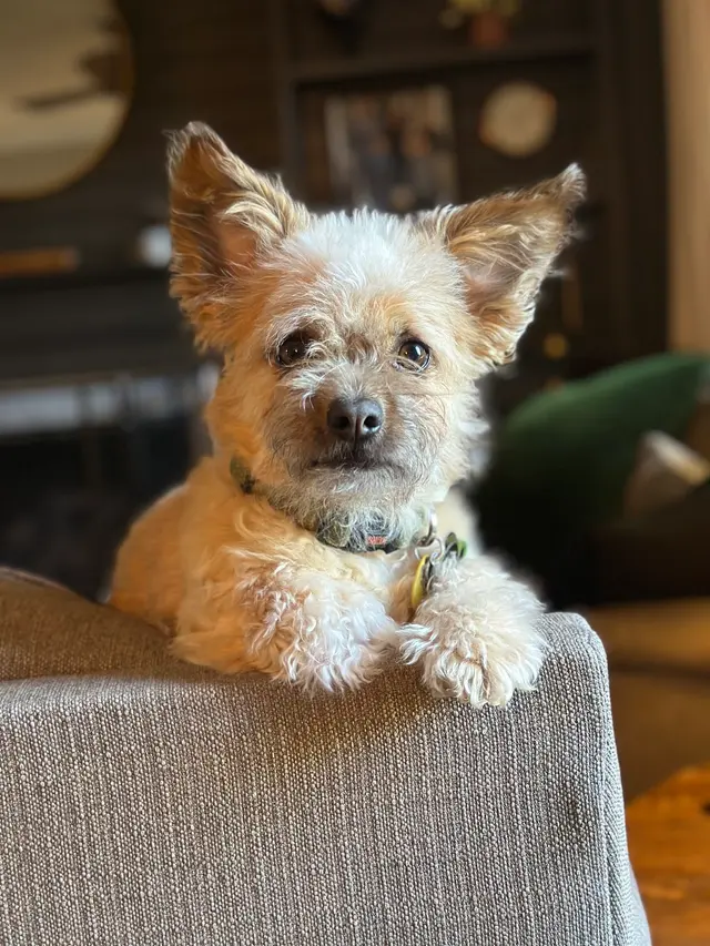 Good Dog Veterinary Care East Cobb — customer photo 3