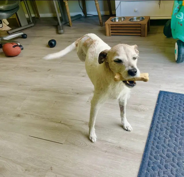 Good Dog Veterinary Care East Cobb — customer photo 12