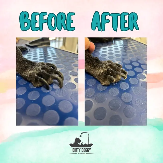 Dirty Doggy Self-Serve Grooming - East Cobb / Canton Rd. — photo from the business 5