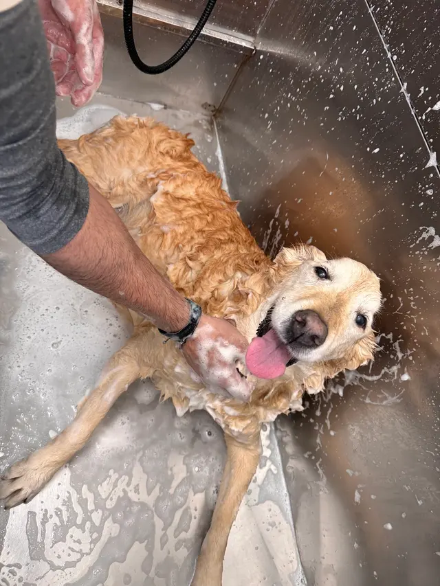 Dirty Doggy Self-Serve Grooming - East Cobb / Canton Rd. — photo from the business 8