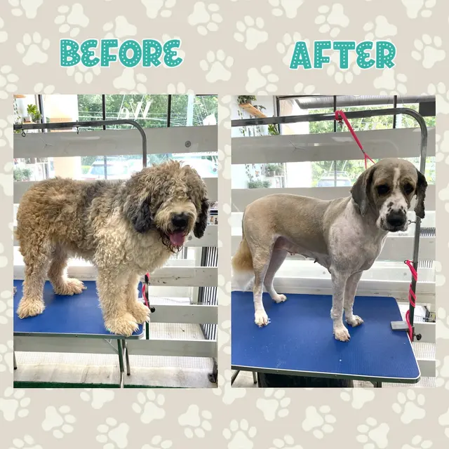 Dirty Doggy Self-Serve Grooming - East Cobb / Canton Rd. — photo from the business 9