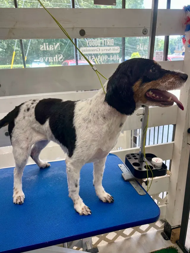 Dirty Doggy Self-Serve Grooming - East Cobb / Canton Rd. — photo from the business 10