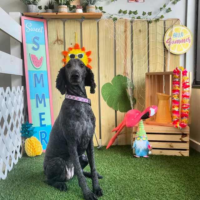 Dirty Doggy Self-Serve Grooming - East Cobb / Canton Rd. — photo from the business 12