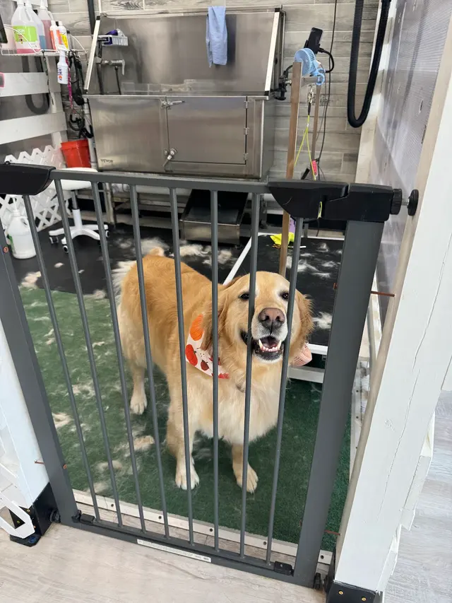 Customer photo of work by Dirty Doggy Self-Serve Grooming - West Marietta/West Cobb, from Ben Carson's review