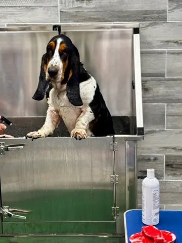 Dirty Doggy Self-Serve Grooming - West Marietta/West Cobb — photo from the business 4