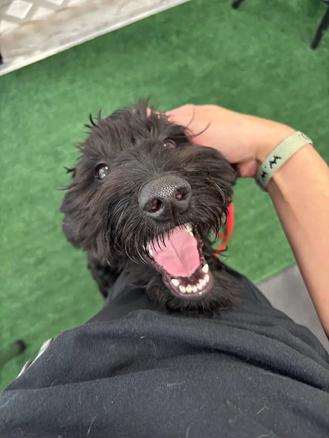 Dirty Doggy Self-Serve Grooming - West Marietta/West Cobb — photo from the business 10
