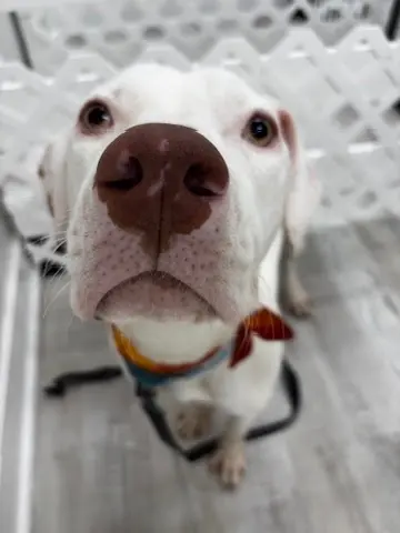 Dirty Doggy Self-Serve Grooming - West Marietta/West Cobb — photo from the business 11