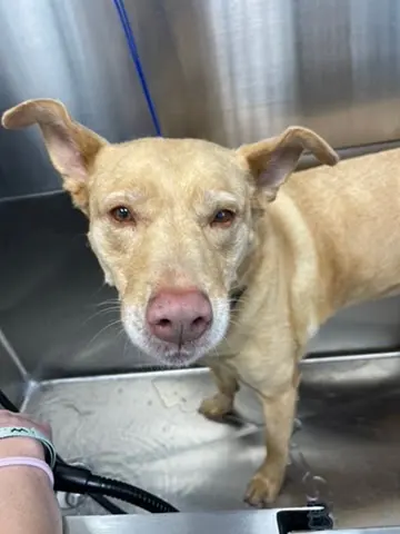 Dirty Doggy Self-Serve Grooming - West Marietta/West Cobb — photo from the business 9