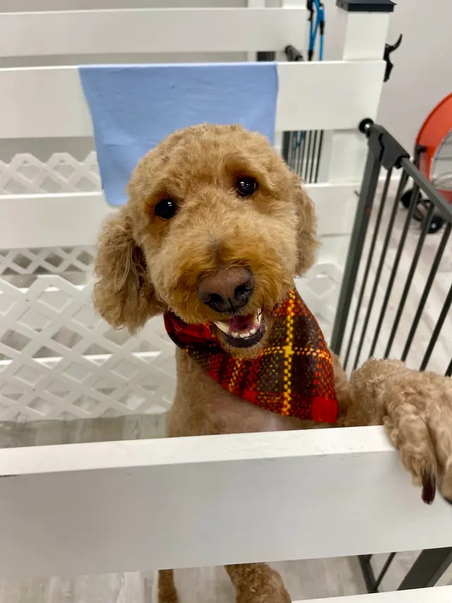 Dirty Doggy Self-Serve Grooming - West Marietta/West Cobb — photo from the business 3