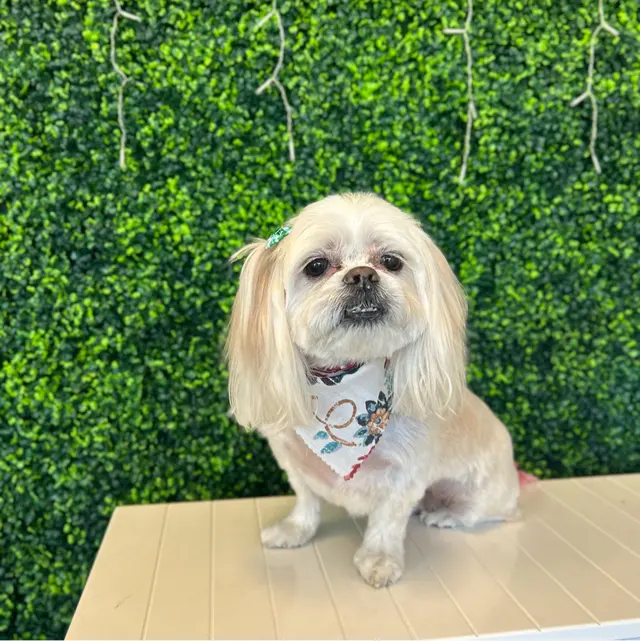Customer photo of work by Happy Pup Spa, from Juanita Pauling's review