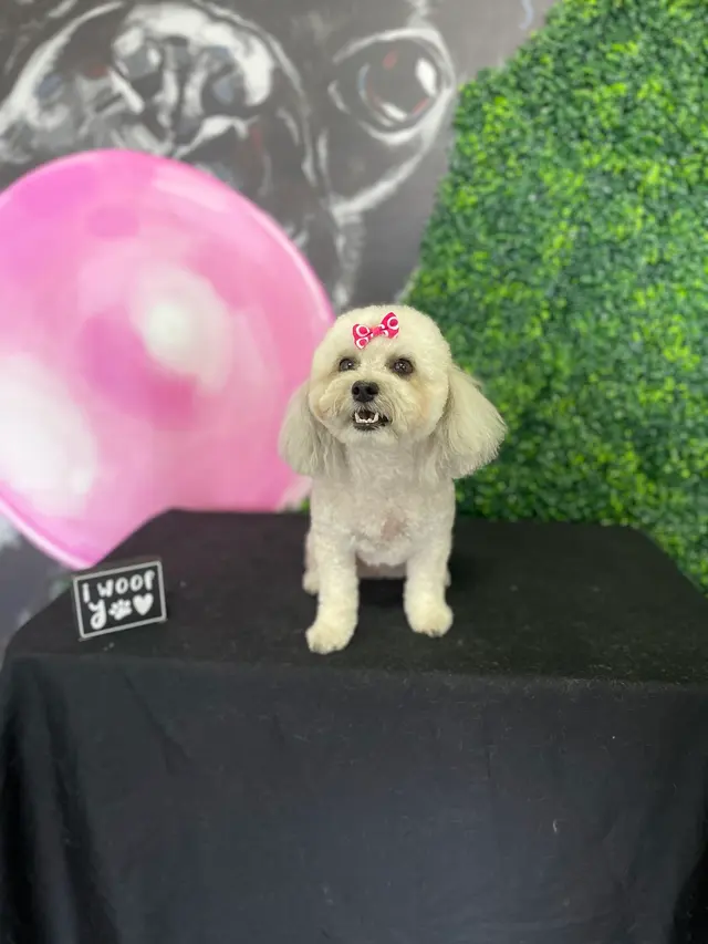 Happy Pup Spa — photo from the business 10