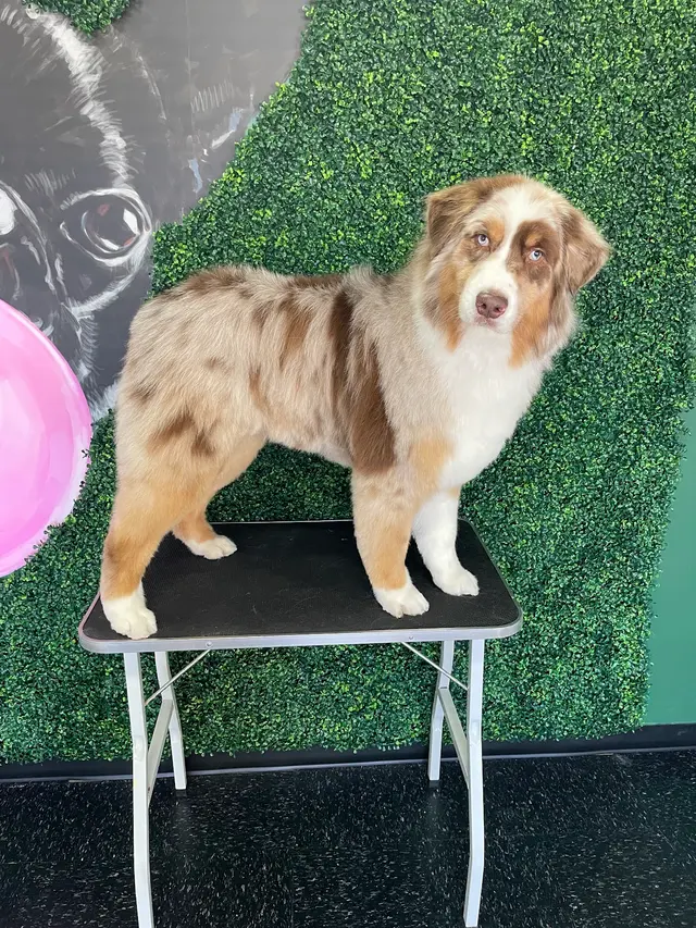 Happy Pup Spa — photo from the business 3