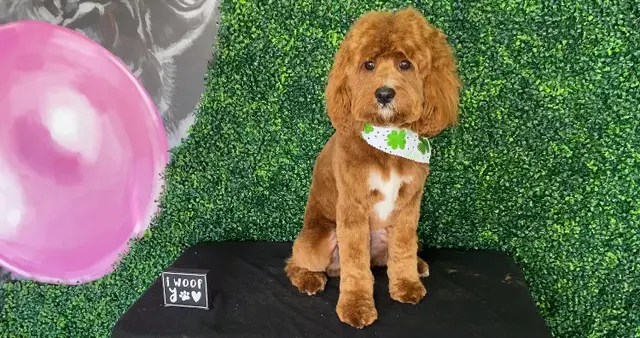 Happy Pup Spa — photo from the business 2
