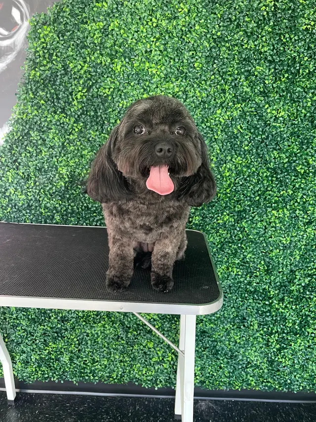 Happy Pup Spa — photo from the business 11