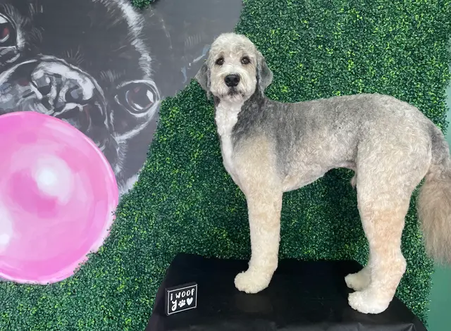 Happy Pup Spa — photo from the business 5