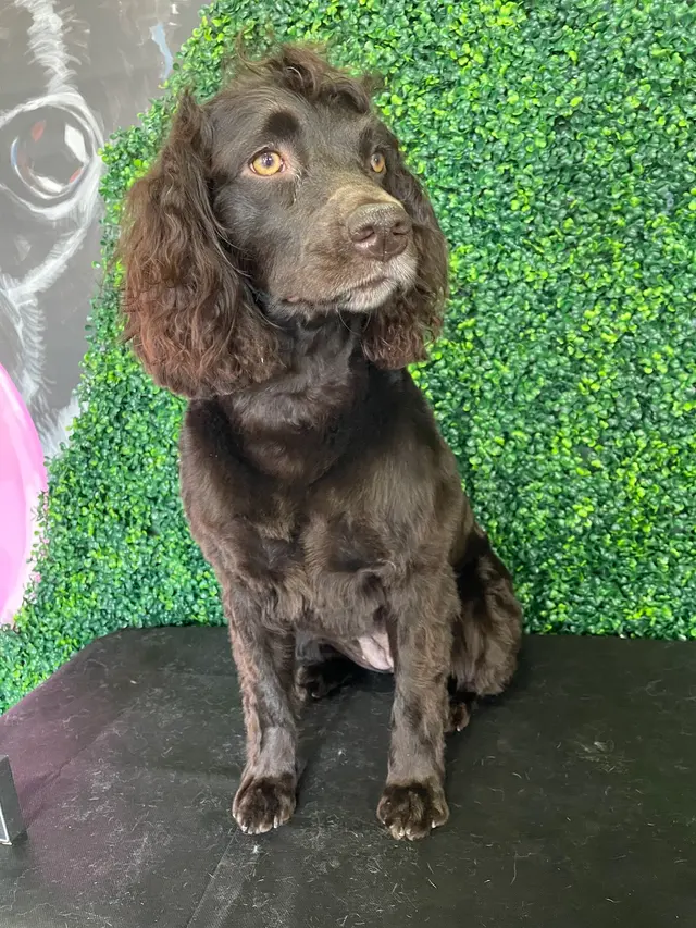 Happy Pup Spa — photo from the business 1