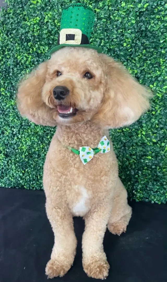 Happy Pup Spa — photo from the business 12