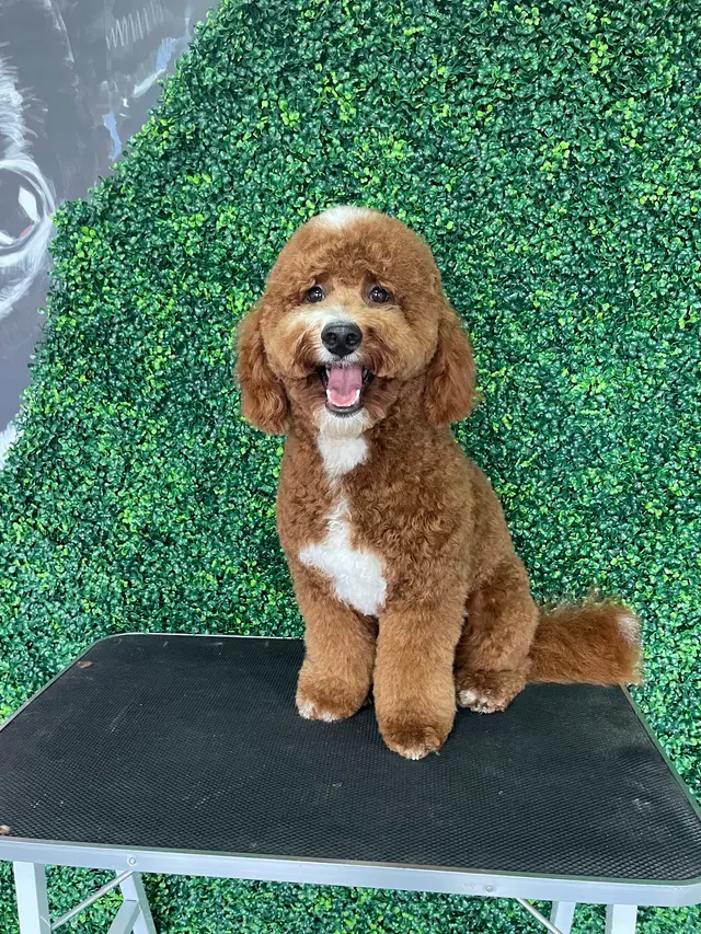 Happy Pup Spa — photo from the business 7