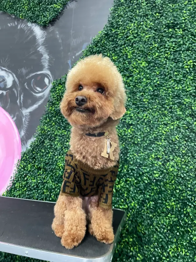 Happy Pup Spa — photo from the business 9