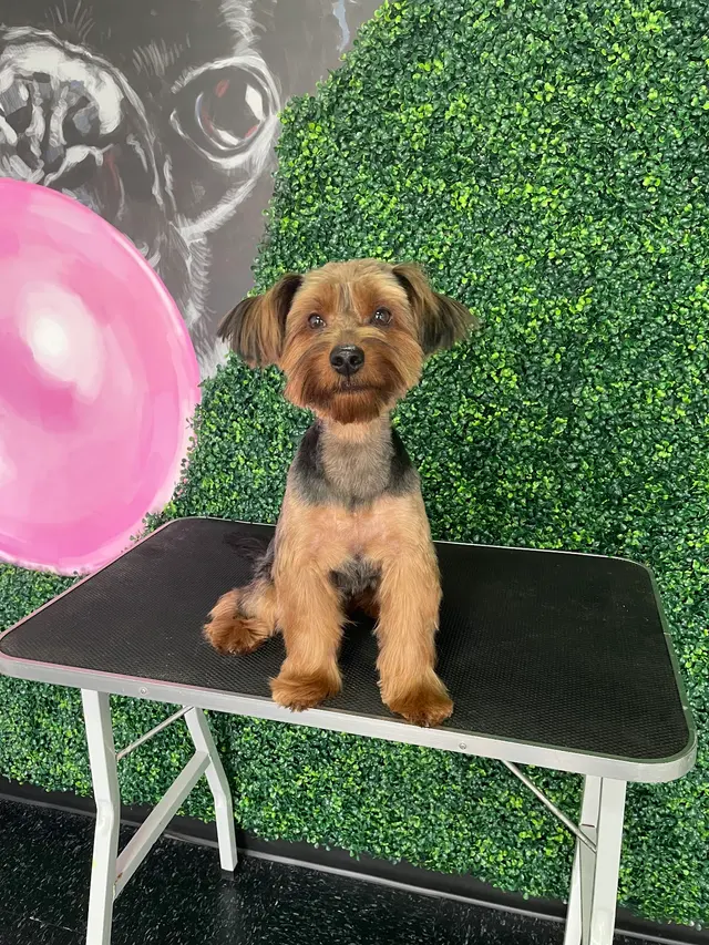 Happy Pup Spa — photo from the business 8