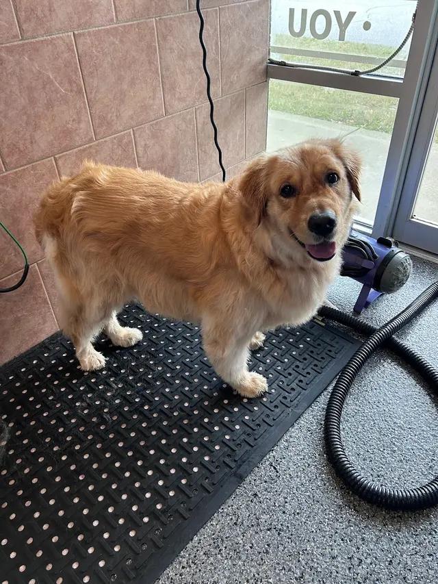 That Dirty Dog Inc — customer photo 2