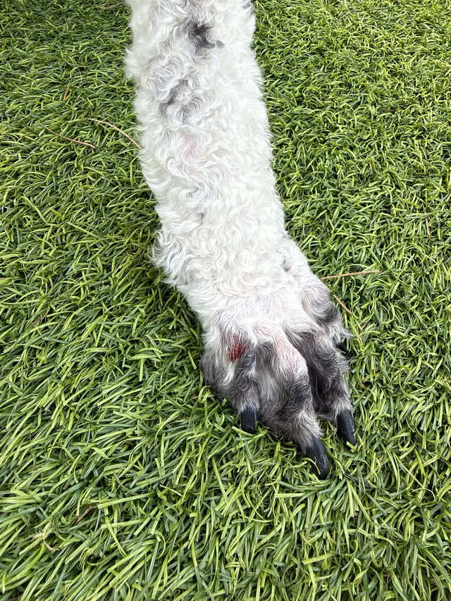 That Dirty Dog Inc — customer photo 6