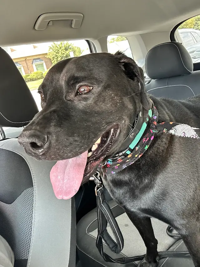 That Dirty Dog Inc — customer photo 10