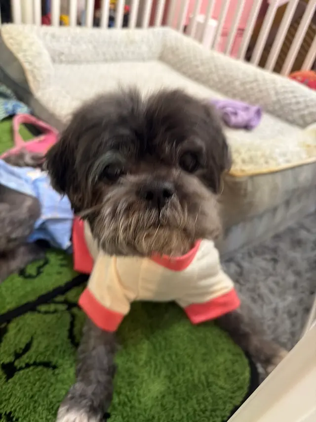That Dirty Dog Inc — customer photo 8
