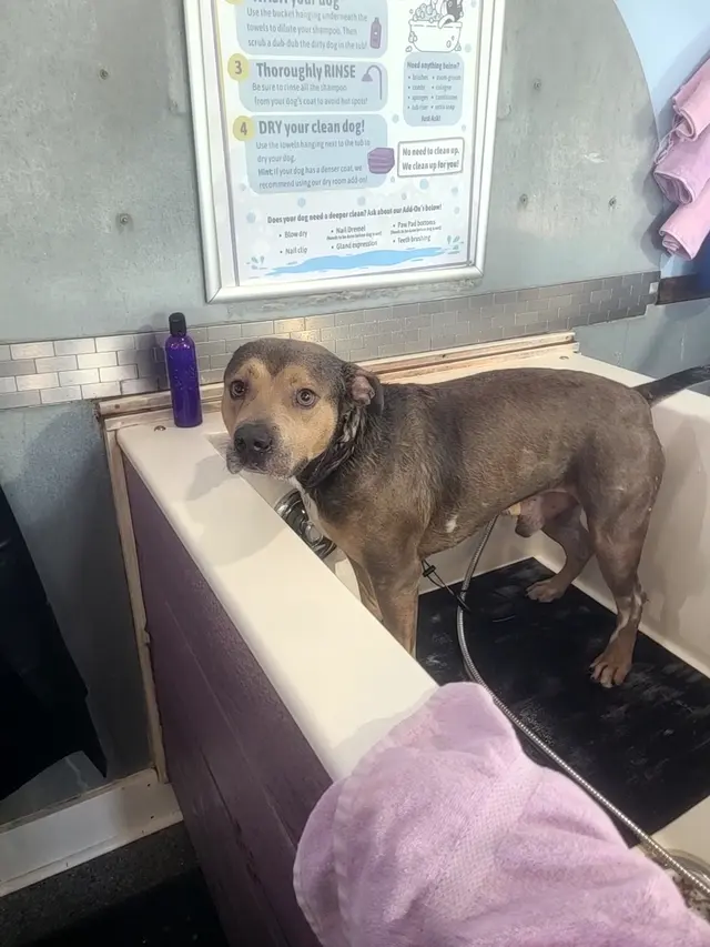 That Dirty Dog Inc — customer photo 7