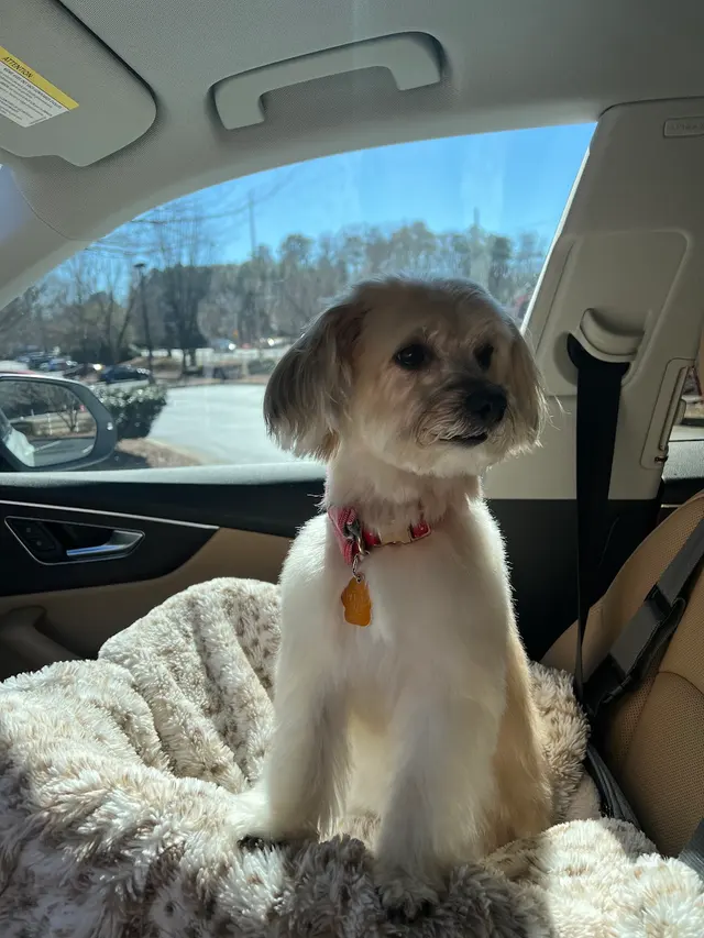 That Dirty Dog Inc — customer photo 4