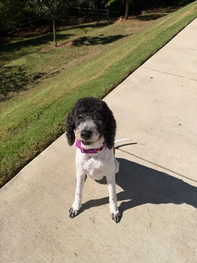 That Dirty Dog Inc — customer photo 5