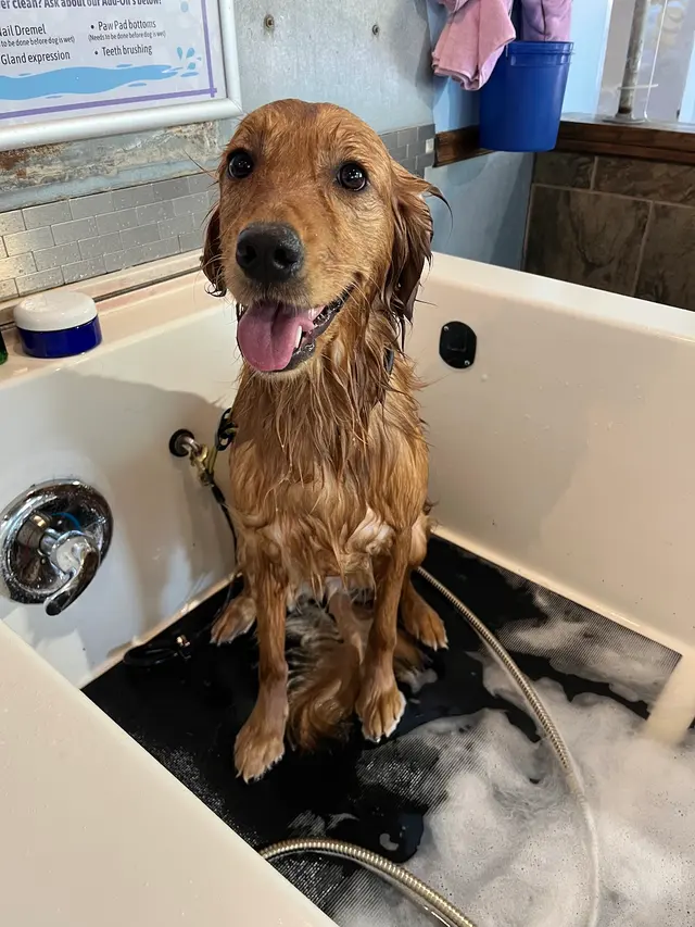 That Dirty Dog Inc — customer photo 1