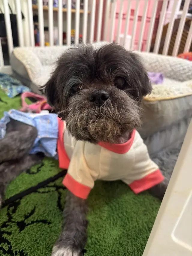 That Dirty Dog Inc — customer photo 9