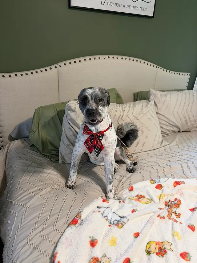 Platinum Paws Mobile Grooming — customer photo 6