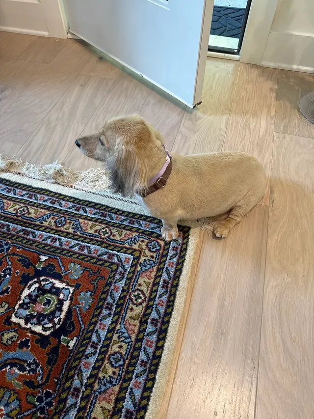 Platinum Paws Mobile Grooming — customer photo 7