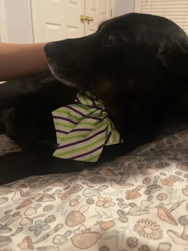 Platinum Paws Mobile Grooming — customer photo 12