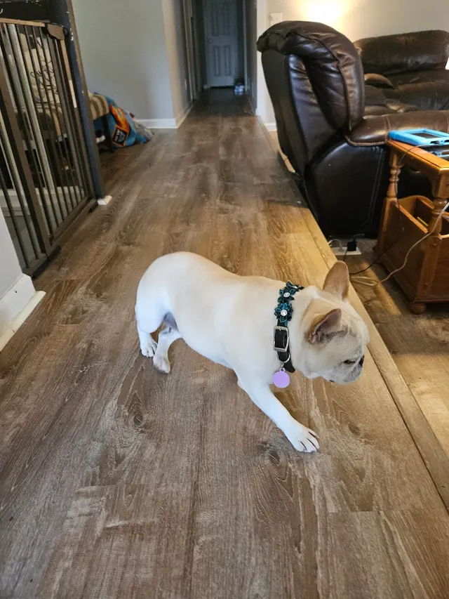 Platinum Paws Mobile Grooming — customer photo 11