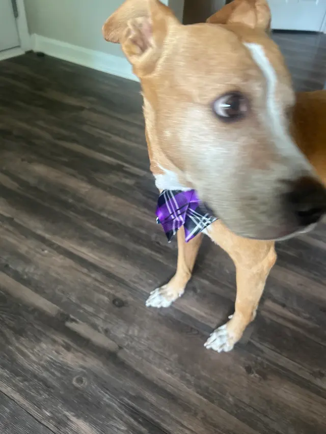 Platinum Paws Mobile Grooming — customer photo 8