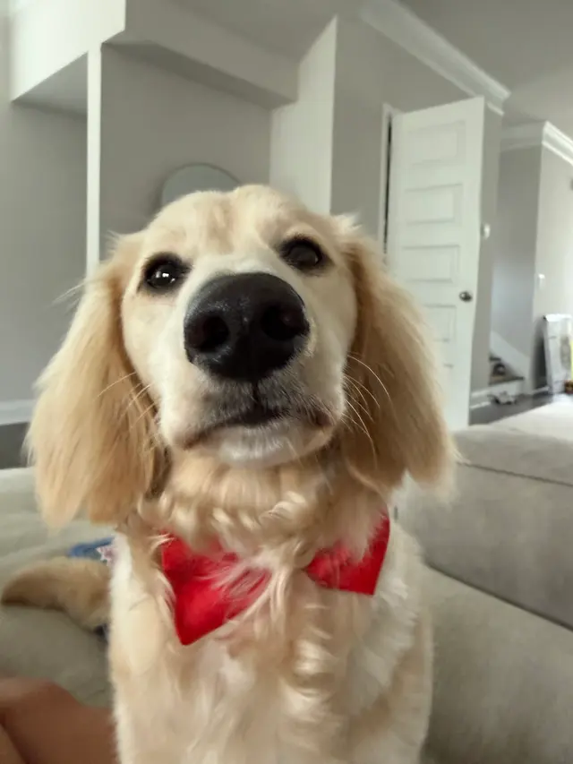 Platinum Paws Mobile Grooming — customer photo 2