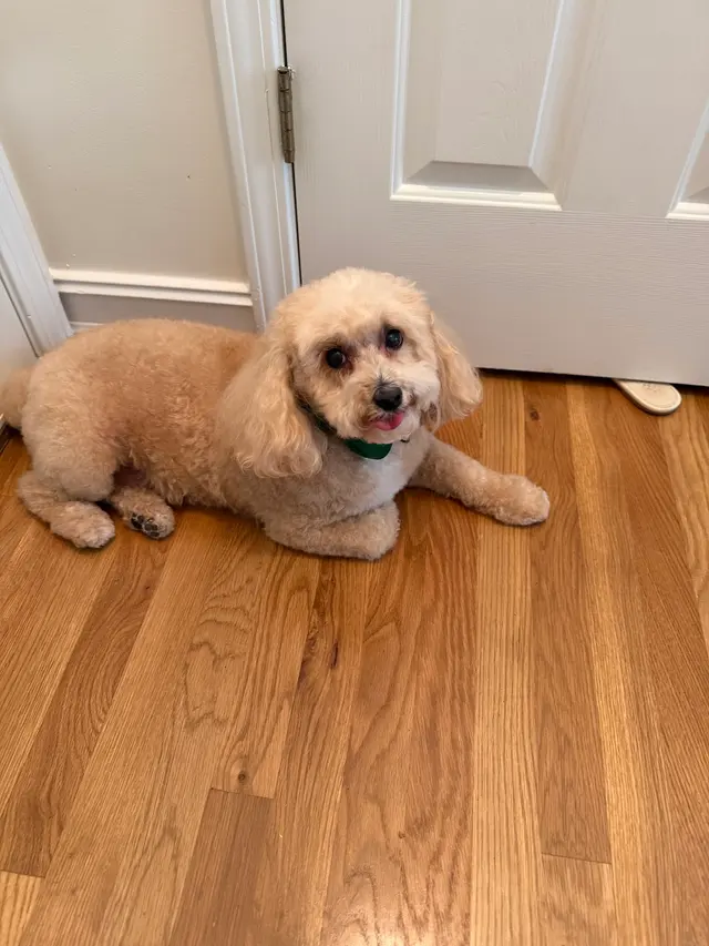 Platinum Paws Mobile Grooming — customer photo 5