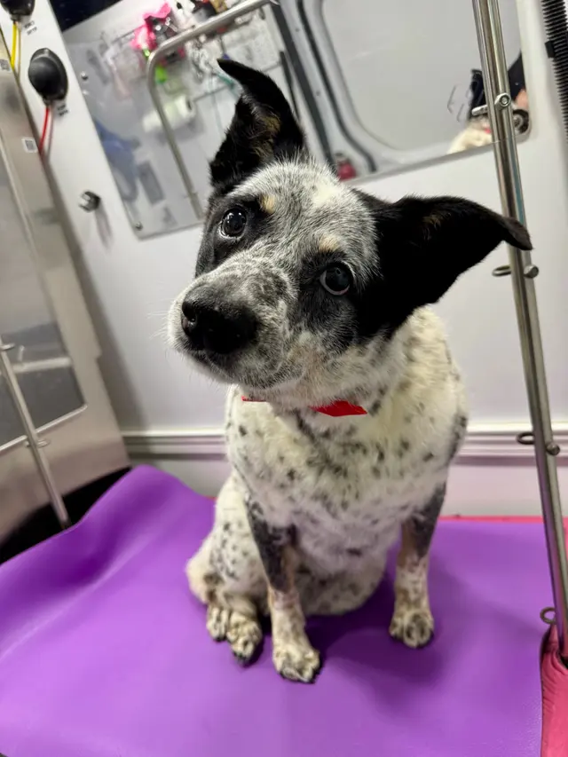 Platinum Paws Mobile Grooming — customer photo 9
