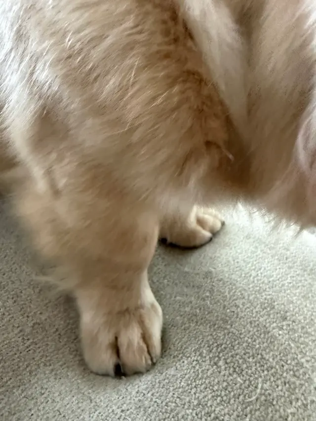 Platinum Paws Mobile Grooming — customer photo 4