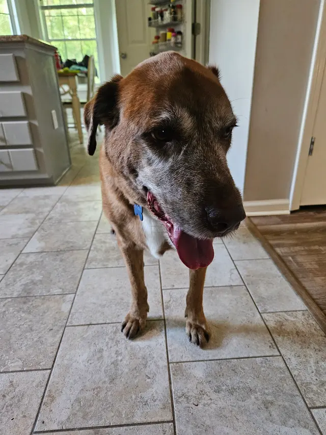 Platinum Paws Mobile Grooming — customer photo 10