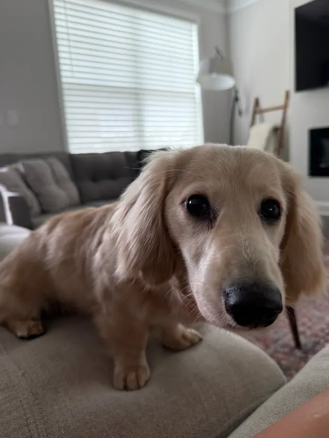 Platinum Paws Mobile Grooming — customer photo 3