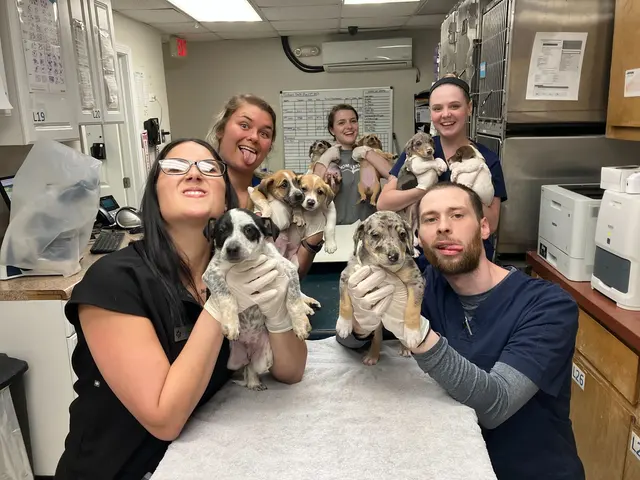 Beyond Pets Animal Hospital & Urgent Care - formerly Town & Country Vet — photo from the business 7
