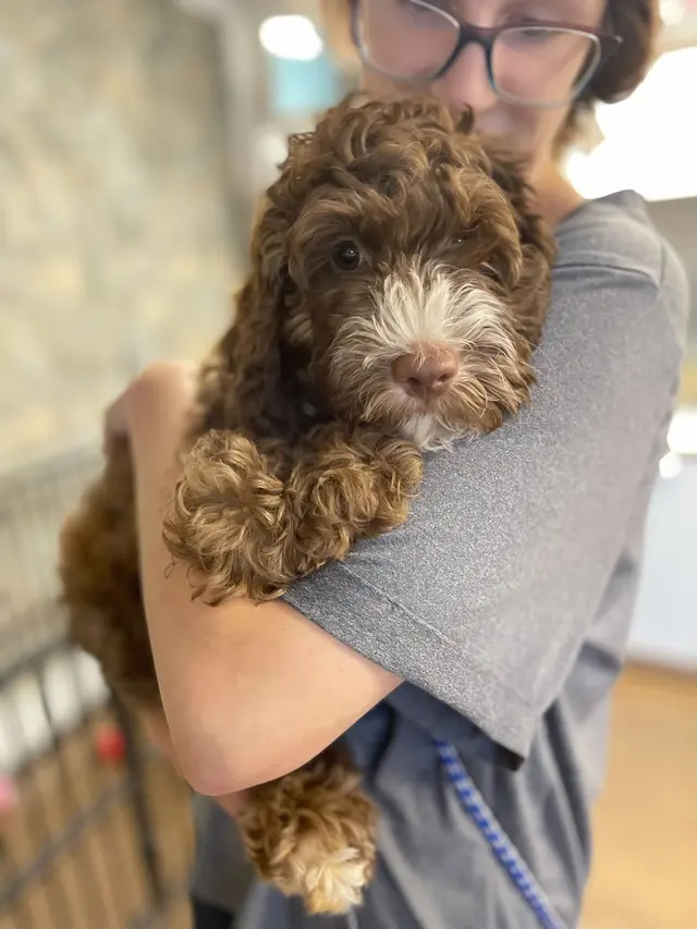 Beyond Pets Animal Hospital & Urgent Care - formerly Town & Country Vet — photo from the business 12