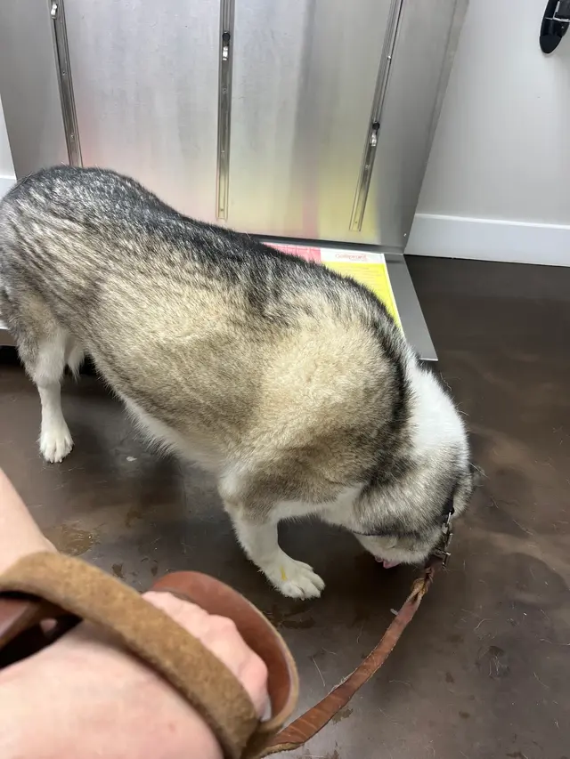 Customer photo of work by Beyond Pets Animal Hospital & Urgent Care - formerly Town & Country Vet, from Dany T's review