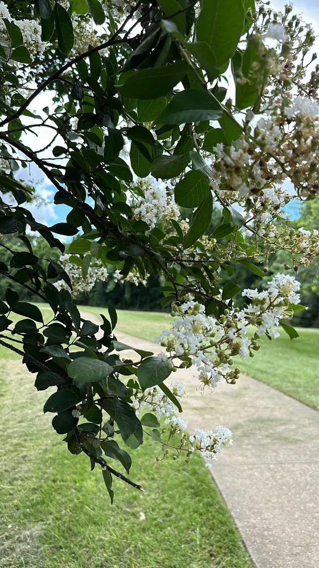 Tanglewood Park — customer photo 8