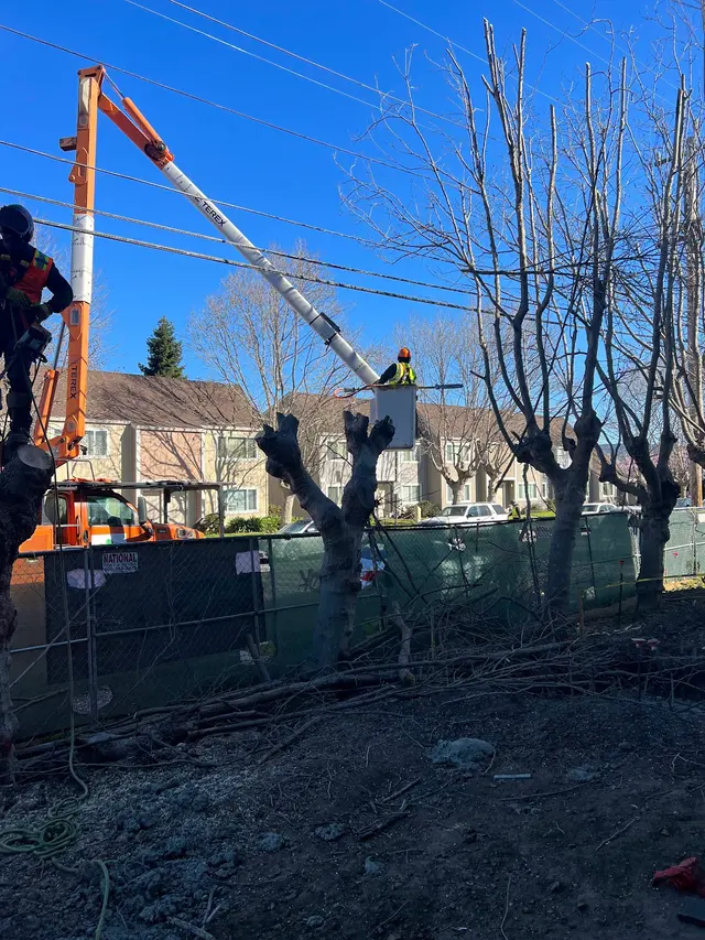 JMV Tree Services Corp — photo from the business 10